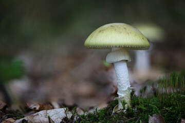 Closeup shot of Amanita phalloides in a forest during the day