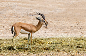 Dorcas gazelle (Gazella dorcas) inhabits nature desert reserves in the Middle East. Expanding human civilization is a major threat to populations of this species
