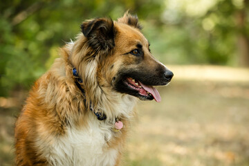 Portrait of northern breed dog in the park