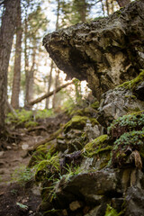 Sunlight filters through an old growth forest
