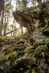 Sunlight filters through an old growth forest