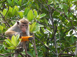 Rhesus macaque enjoying a piece of papaya.