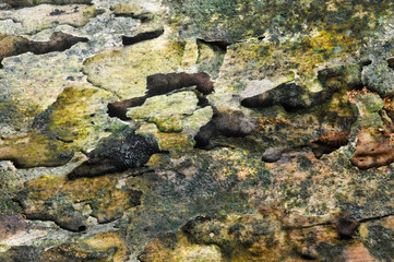 the surface of the wooden planks is weathered, damp and porous and eaten by termites