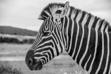 Closeup shot of a zebra in the forest in black and white