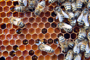 Honey bees on a honeycomb with pollen