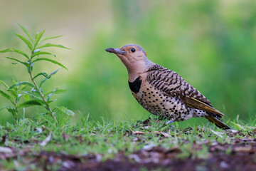 Closeup shot a Flicker bird in a forest
