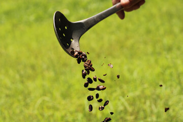 Closeup of the old-fashioned roasted coffee without pesticides with a big spoon in the field