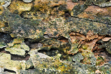 the surface of the wooden planks is weathered, damp and porous and eaten by termites