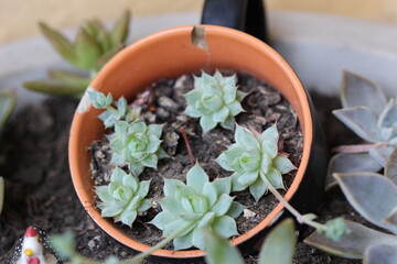 Succulents in the cup