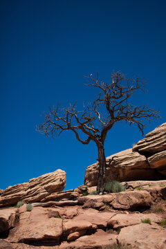 Vertical shot of a dead tree against blue sky, Canyon de Chelly National Monument, Arizona, USA.