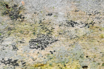 Obraz premium the surface of the wooden planks is weathered, damp and porous and eaten by termites