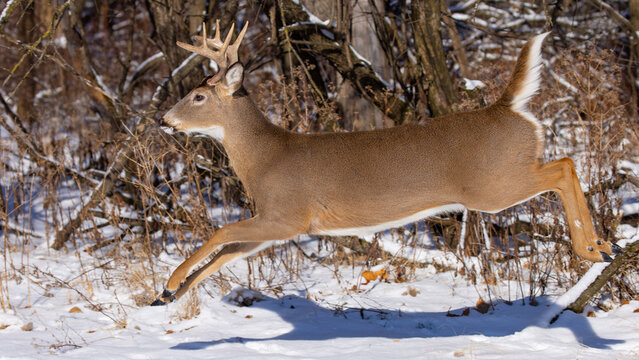 Beautiful brown Thorold's deer on a blurred background in the field on a snowy winter day