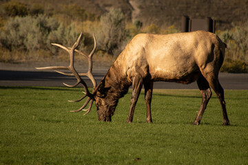 Fototapeta na wymiar Elk