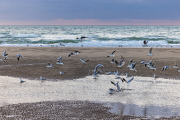 slight waves with white foam on the beautiful beach and a group of seagulls, beutiful natural background of a slight sunset. High quality photo