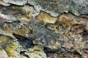 the surface of the wooden planks is weathered, damp and porous and eaten by termites