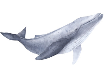 Watercolor isolated illustration. Whale on a white background.