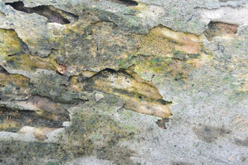 the surface of the wooden planks is weathered, damp and porous and eaten by termites
