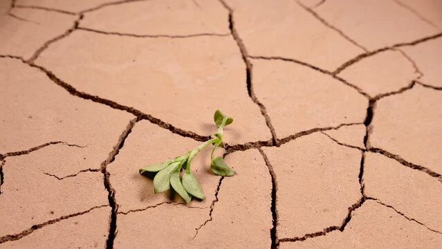 A green sprout withered in the dry cracked ground. Global warming and rising temperatures on Earth. Global climate change and ecology. Desert drying up. Evaporation of water from the soil.
