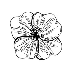Flower bud line art. Floral summer plant. Blooming animon. Hand drawn vector illustration. Natural botanical element. Doodle symbol. Spring garden of natural flowers. Ink graphics.