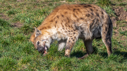 Hyena Feeding on Meat in a Field