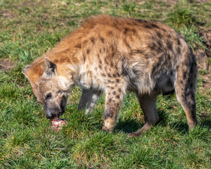 Hyena Feeding on Meat in a Field