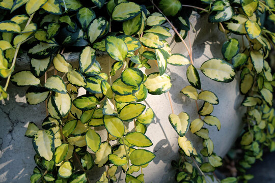 leaves of hoya hoishkeliana variegata