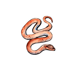 Animals of Australia. Watercolor sketch.