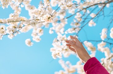Hand reaching for blooming branch against blue sky in spring