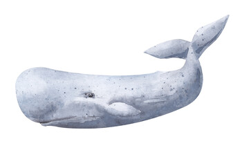 Isolated watercolor illustration. Sperm whale on a white background.