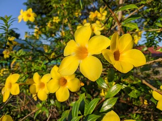 alamanda flower (Allamanda cathartica) in the morning