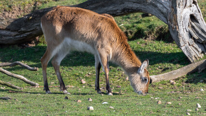 Kafue Flats Lechwe Standing on Grass