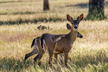 deer in the grass