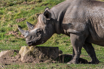 Fototapeta premium White Rhinoceros Walking on Grass