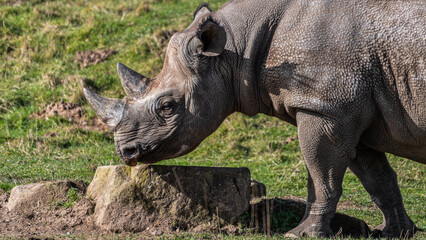 Obraz premium White Rhinoceros Walking on Grass