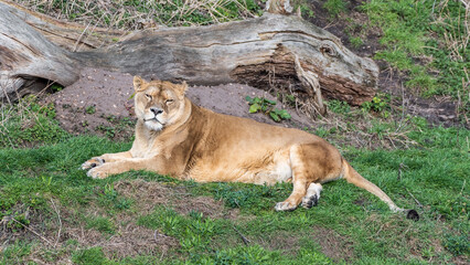 Female Lion Resting on the Ground
