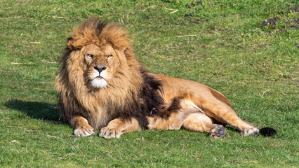 Obraz na płótnie Canvas Adult Male Lion Resting on Grass