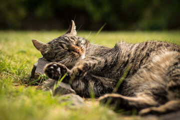 A tabby cat lies on stones in the grass and relaxes in the sun. Mild summer day. Tabby cat in the garden. - Powered by Adobe