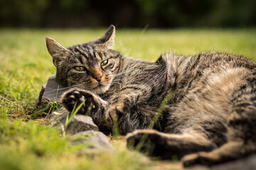 A tabby cat lies on stones in the grass and looks curious and attentive. Mild summer day. Tabby cat observes in the garden.