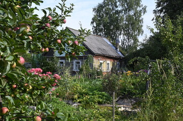 Old wooden house in garden in rural area 