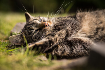 A tabby cat lies on stones in the grass and looks up. Mild summer day. Tabby cat in the garden.