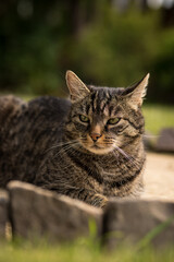 A gray-brown tabby cat sits curiously and attentively on stones in the grass and looks to the left. Mild summer day. Tabby cat in the garden.