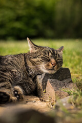 A tabby cat lies on stones in the grass and relaxes in the sun. Mild summer day. Tabby cat in the garden.