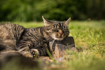 A tabby cat lies on stones in the grass and relaxes in the sun. Mild summer day. Tabby cat in the garden.