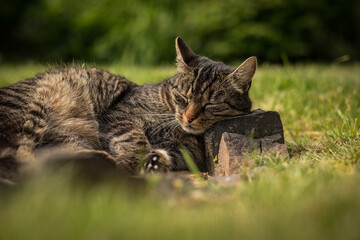 A tabby cat lies on stones in the grass and relaxes in the sun. Mild summer day. Tabby cat in the garden.