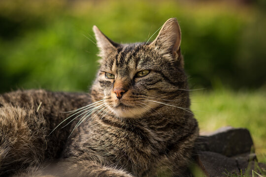 A tabby cat lies on stones in the grass and relaxes in the sun. Mild summer day. Tabby cat in the garden looking around.