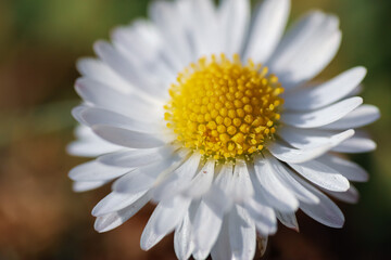 Close up of spring daisies in the garden in the afternoon