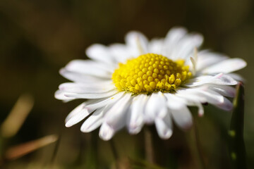 Fototapeta premium Close up of spring daisies in the garden in the afternoon