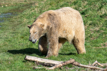 Polar Bear Walking on Grass