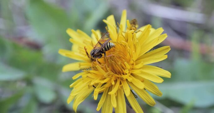 Insectes butinant une fleur de pissenlit 