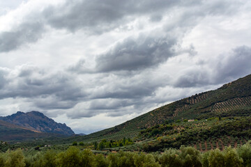 Andalusian landscape with yellow hills and green olive trees plantations